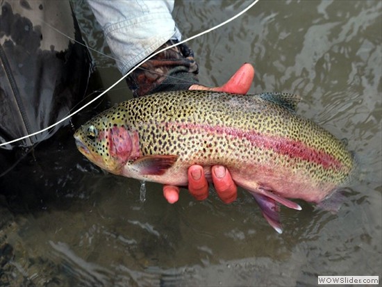 remote-rainbow-trout-alaska